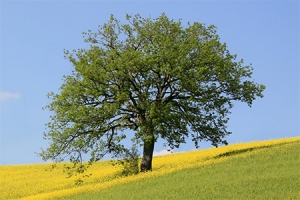 Celebrating At Home - 11th Sunday in Ordinary Time