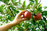 Celebrating At Home -8th Sunday in Ordinary Time