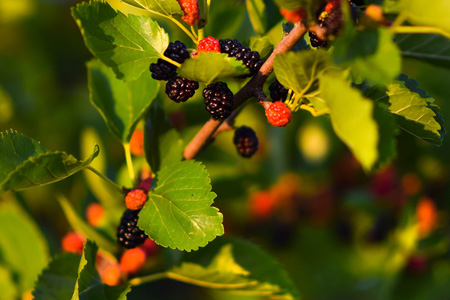 Celebrando in Casa - XXVII Domenica del Tempo Ordinario