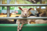 Celebrando en Familia - II Domingo del Tiempo Ordinario