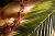 Palm Sunday of the Passion of the Lord