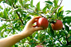 Celebrando in Casa- VIII Domenica del Tempo Ordinario