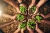 Celebraciones de la Semana Laudato Si' 2021 en la Orden