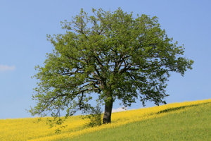 Celebrating At Home -&nbsp;11th Sunday in Ordinary Time