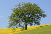 Celebrating At Home - 11th Sunday in Ordinary Time
