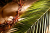 Celebrating At Home - Palm Sunday of the Passion of the Lord