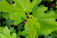 Celebrating At Home - 33rd Sunday in Ordinary Time